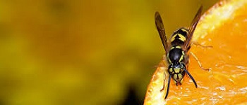 Bees And Wasp Control Maylands