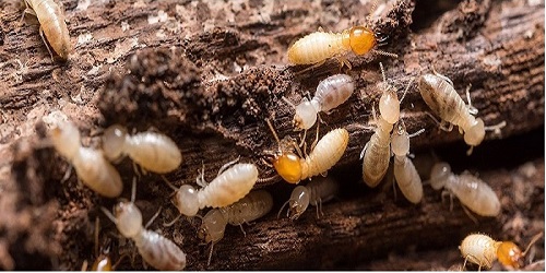 Termite Control Maylands