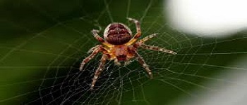 Spider Control Maylands