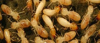 Termite Control Maylands